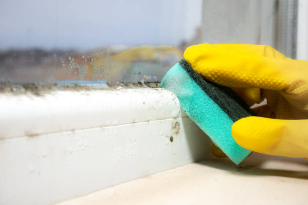 Best Mold Testing and Inspection Services in Exander City, AL